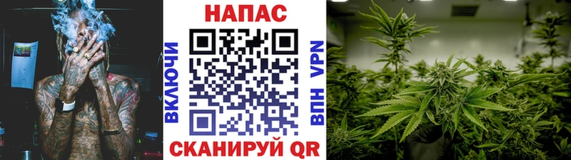 где купить наркоту  Щёлково  Каннабис индика 